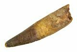 Real Fossil Spinosaurus Tooth - Huge Dinosaur Tooth #351486-1